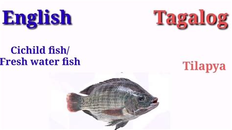 flounder fish in tagalog|Philippine Fish Names in English and Tagalog / .
